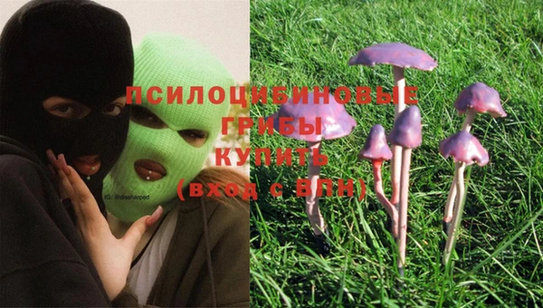 PSILOCYBIN Тайга